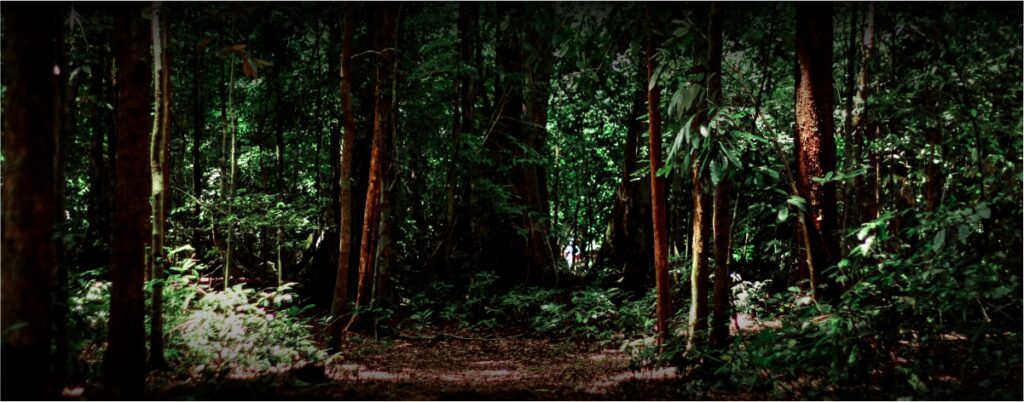 Ethnobotany of Key Plant Resources Among the Forest Dependent Tribal Communities of Gadchiroli Region
