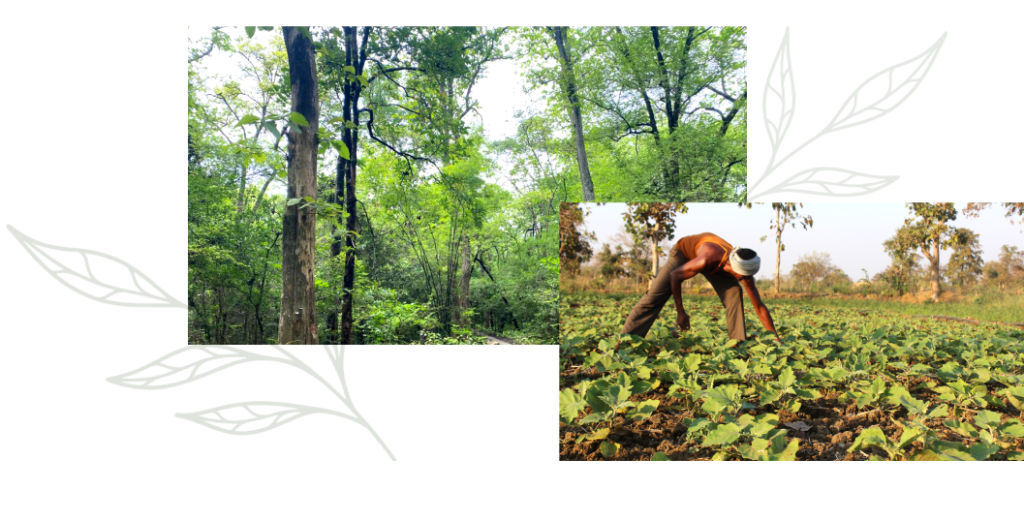 3.Circular Bioeconomy Potential of Agriculture and Forest Landscapes in Maharashtra