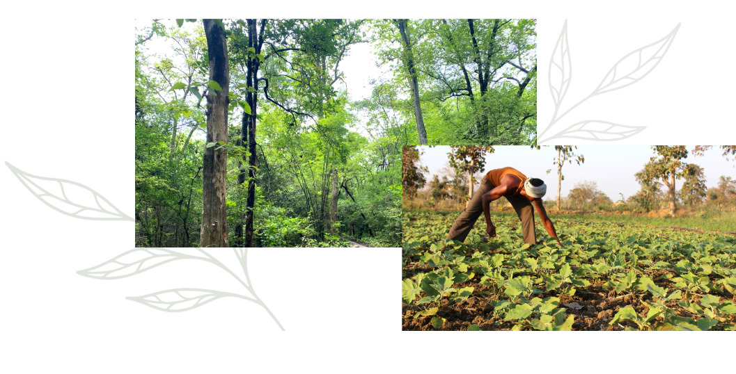 3.Circular Bioeconomy Potential of Agriculture and Forest Landscapes in Maharashtra